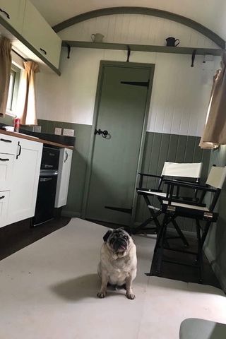 Inside shepherd huts kitchen and dining area, with a pug sat in the middle of the room.